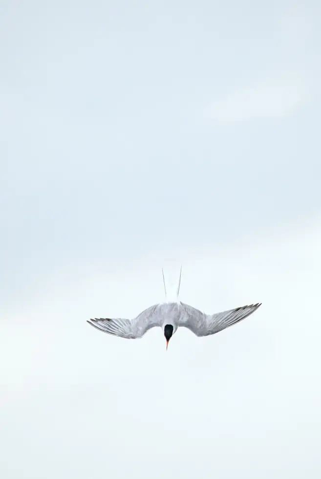 Gallery-Air-Freedom-Img_2.jpg