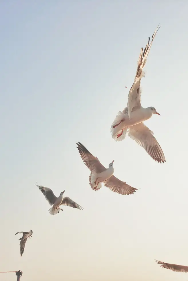 Gallery-Air-Freedom-Img_3.jpg